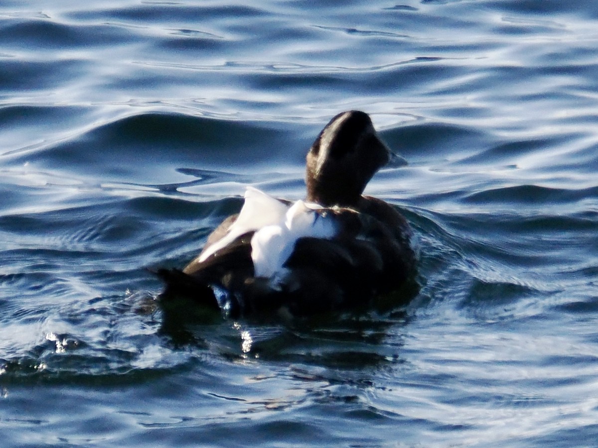 Common Eider - ML641937615