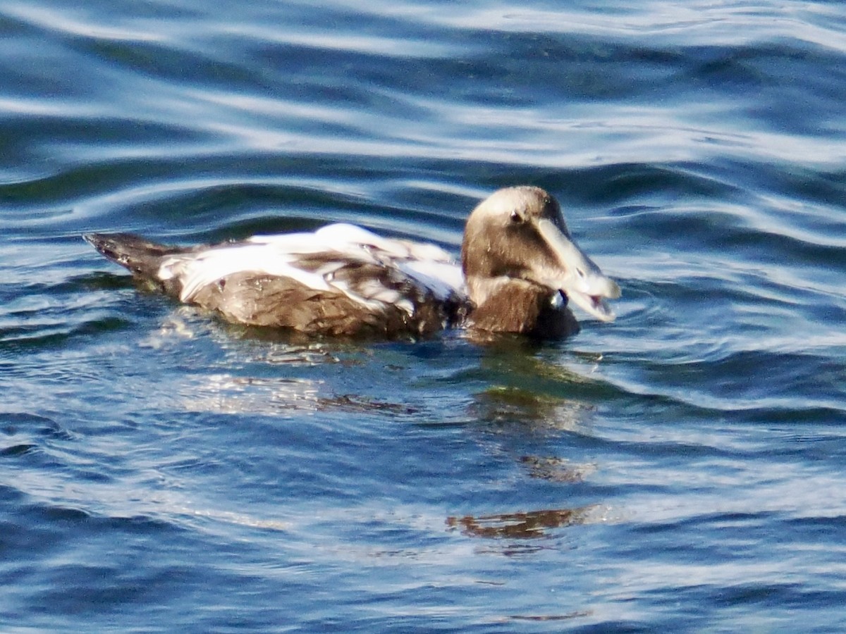 Common Eider - ML641937616