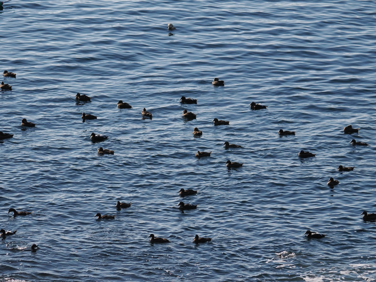 Common Eider - ML641937618