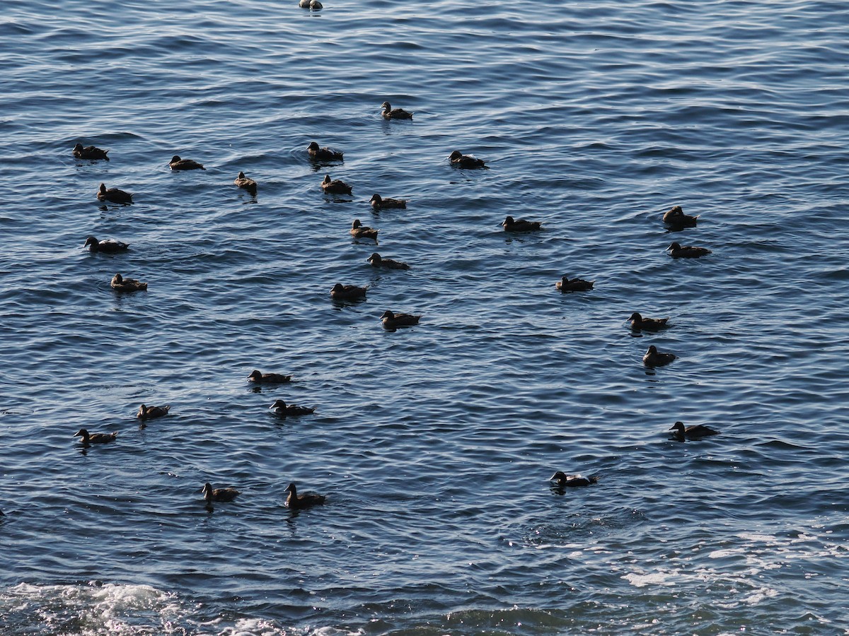 Common Eider - ML641937619