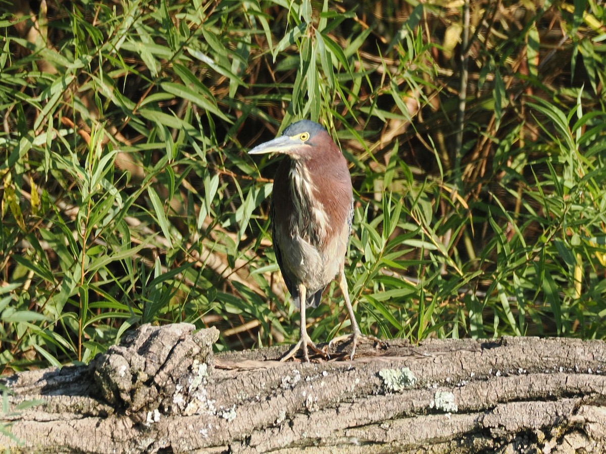 Green Heron - ML641937626