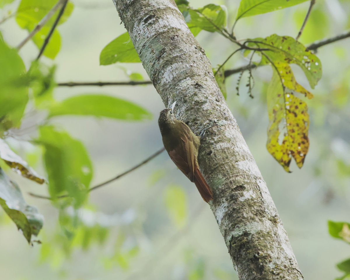 Olive-backed Woodcreeper - ML641937630