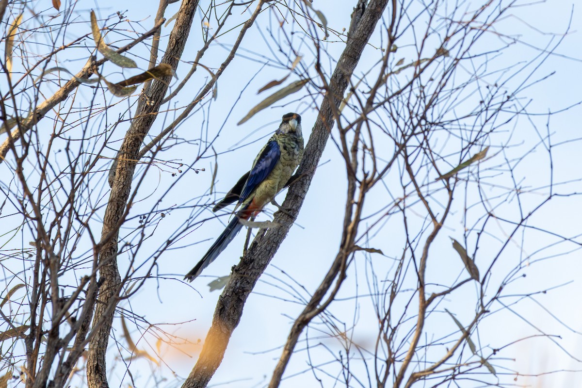 Northern Rosella - ML641937653