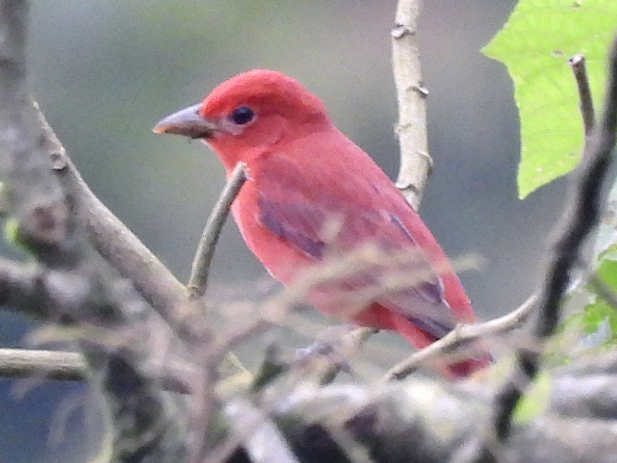 Hepatic Tanager - ML641937654