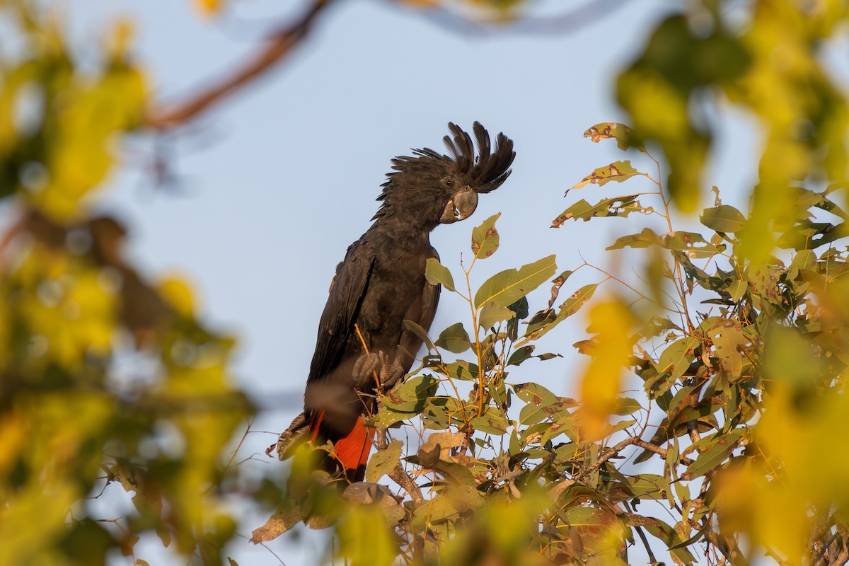 Red-tailed Black-Cockatoo - ML641937669