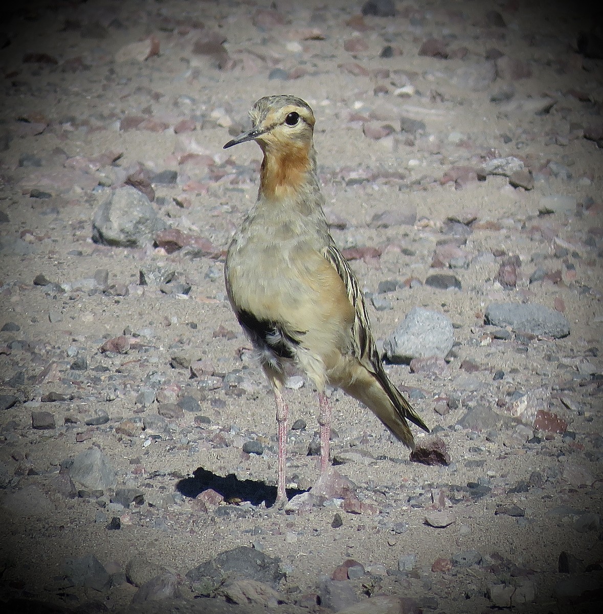 Tawny-throated Dotterel - ML641937680