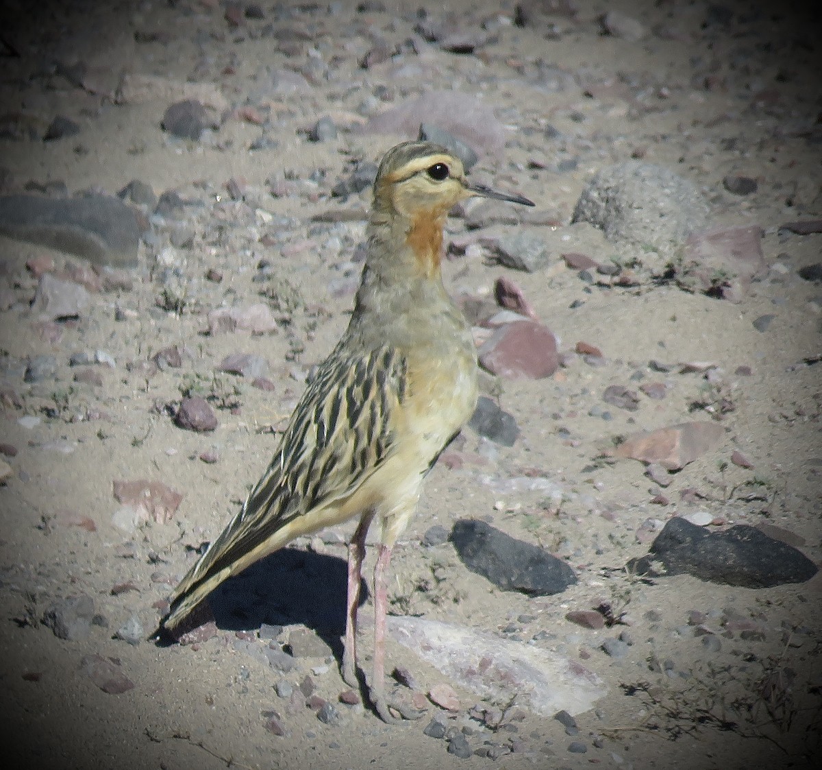 Tawny-throated Dotterel - ML641937681