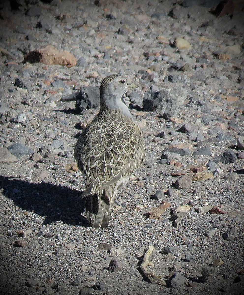 Least Seedsnipe - ML641937693