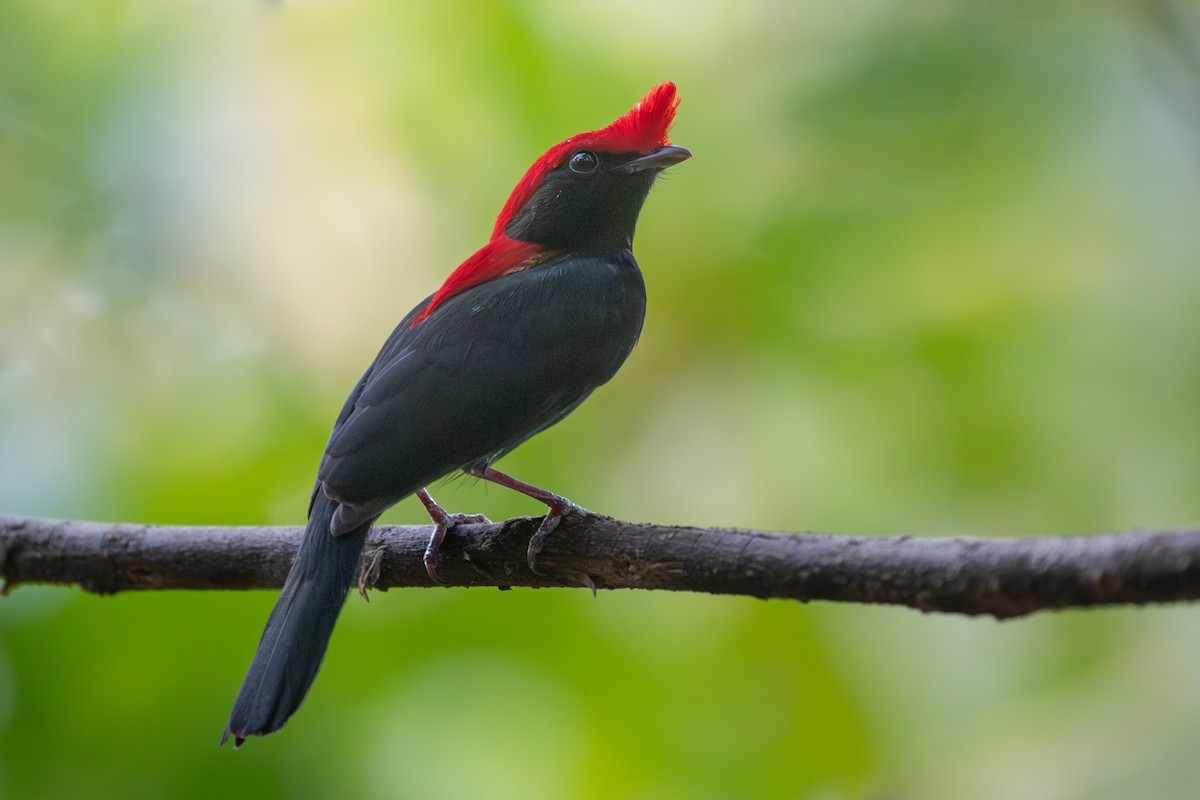 Helmeted Manakin - ML641937694