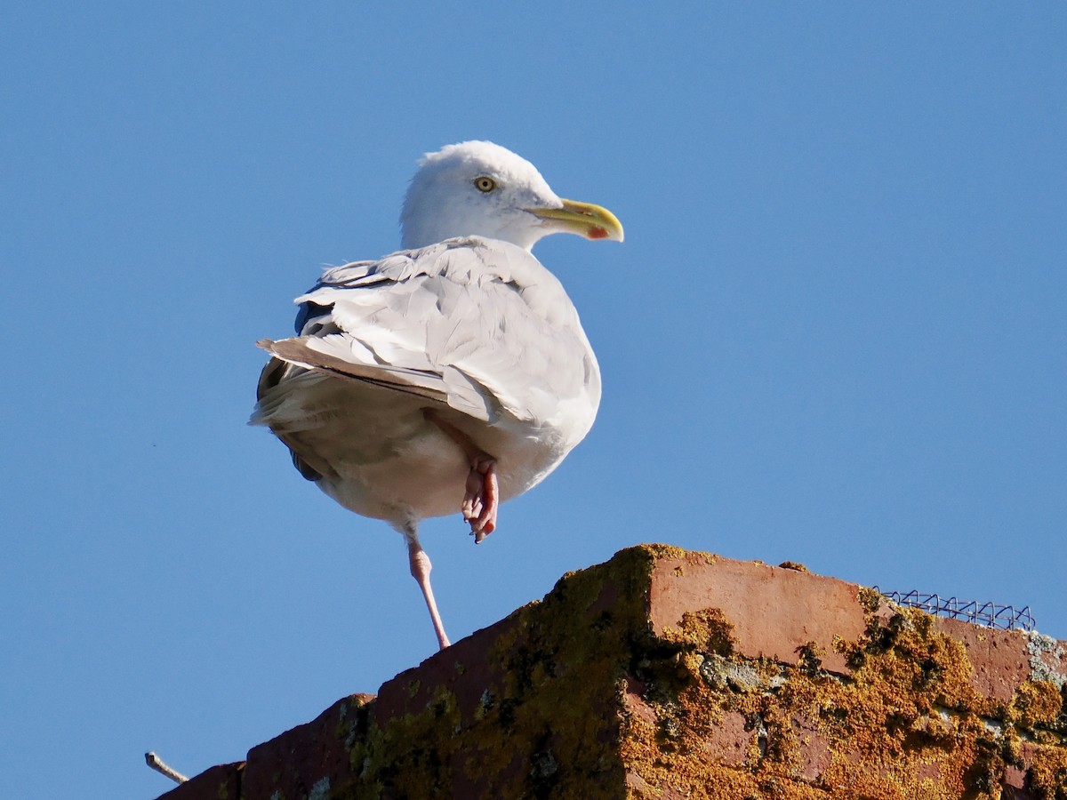 American Herring Gull - ML641937701