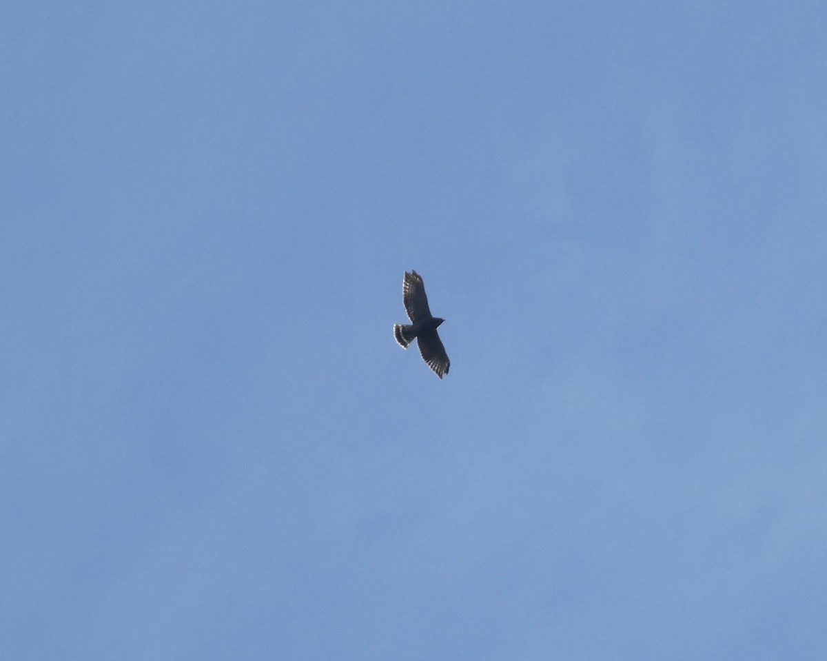 Broad-winged Hawk - ML641937706