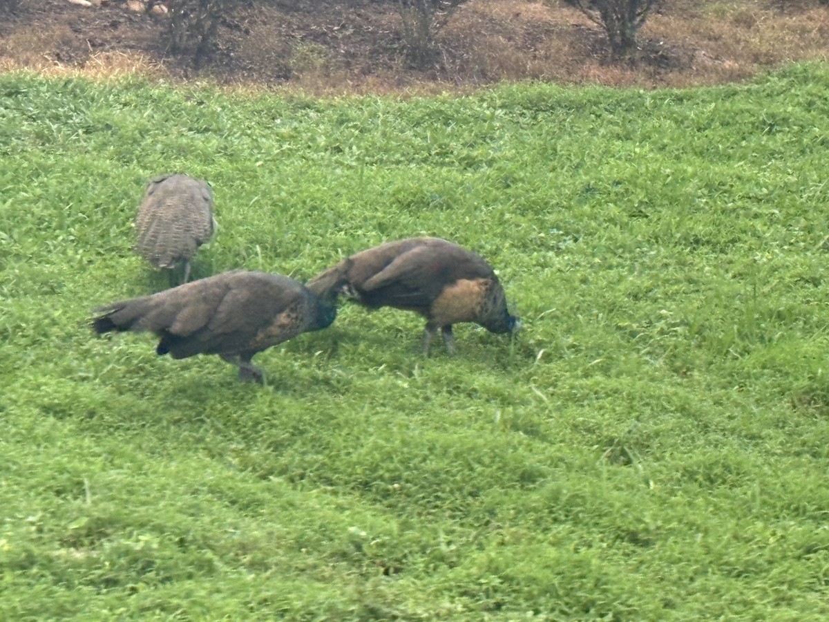 Indian Peafowl - ML641937717