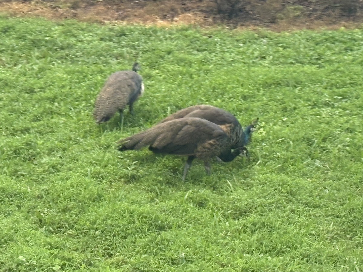 Indian Peafowl - ML641937718