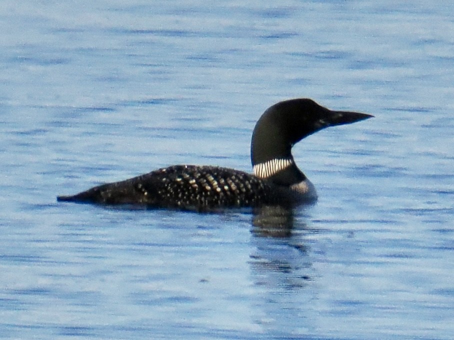 Common Loon - ML641937719