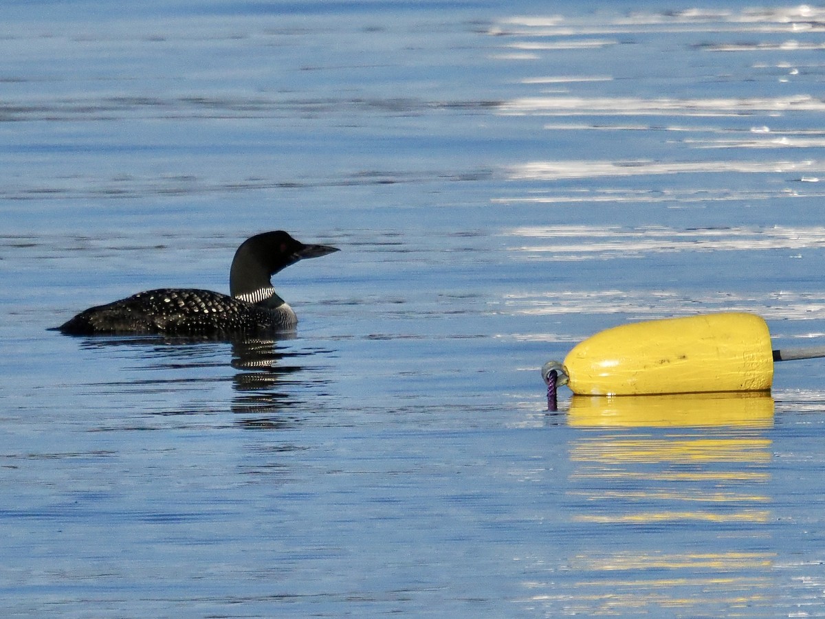Common Loon - ML641937720