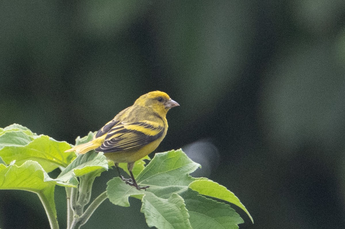 Yellow-crowned Canary - ML641937726