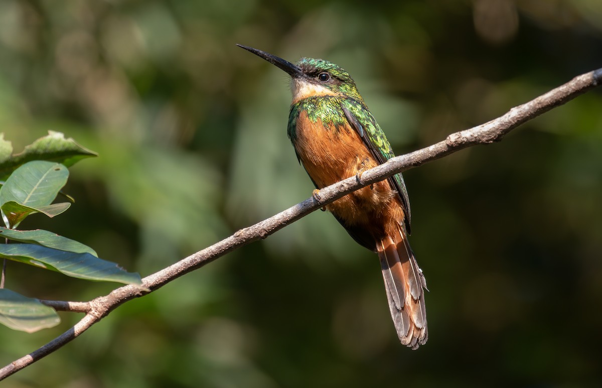 Rufous-tailed Jacamar - ML641937733