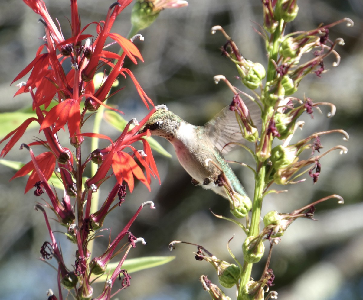 Colibrí Gorjirrubí - ML641937748
