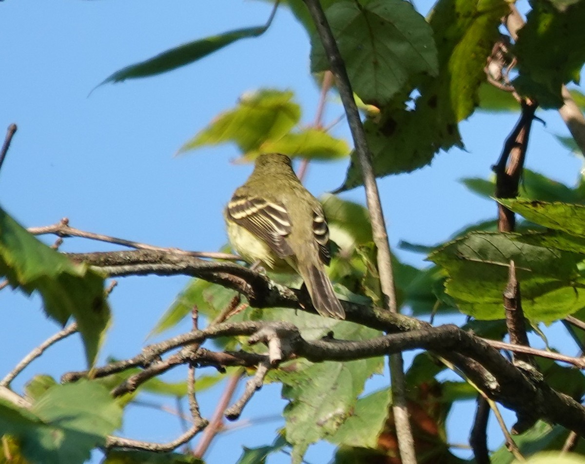 Yellow-bellied Flycatcher - ML641937755