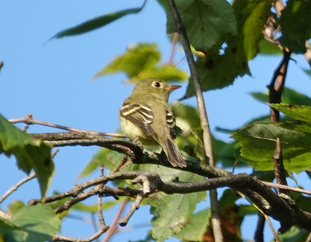 Yellow-bellied Flycatcher - ML641937757