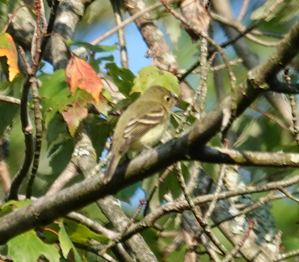Yellow-bellied Flycatcher - ML641937758