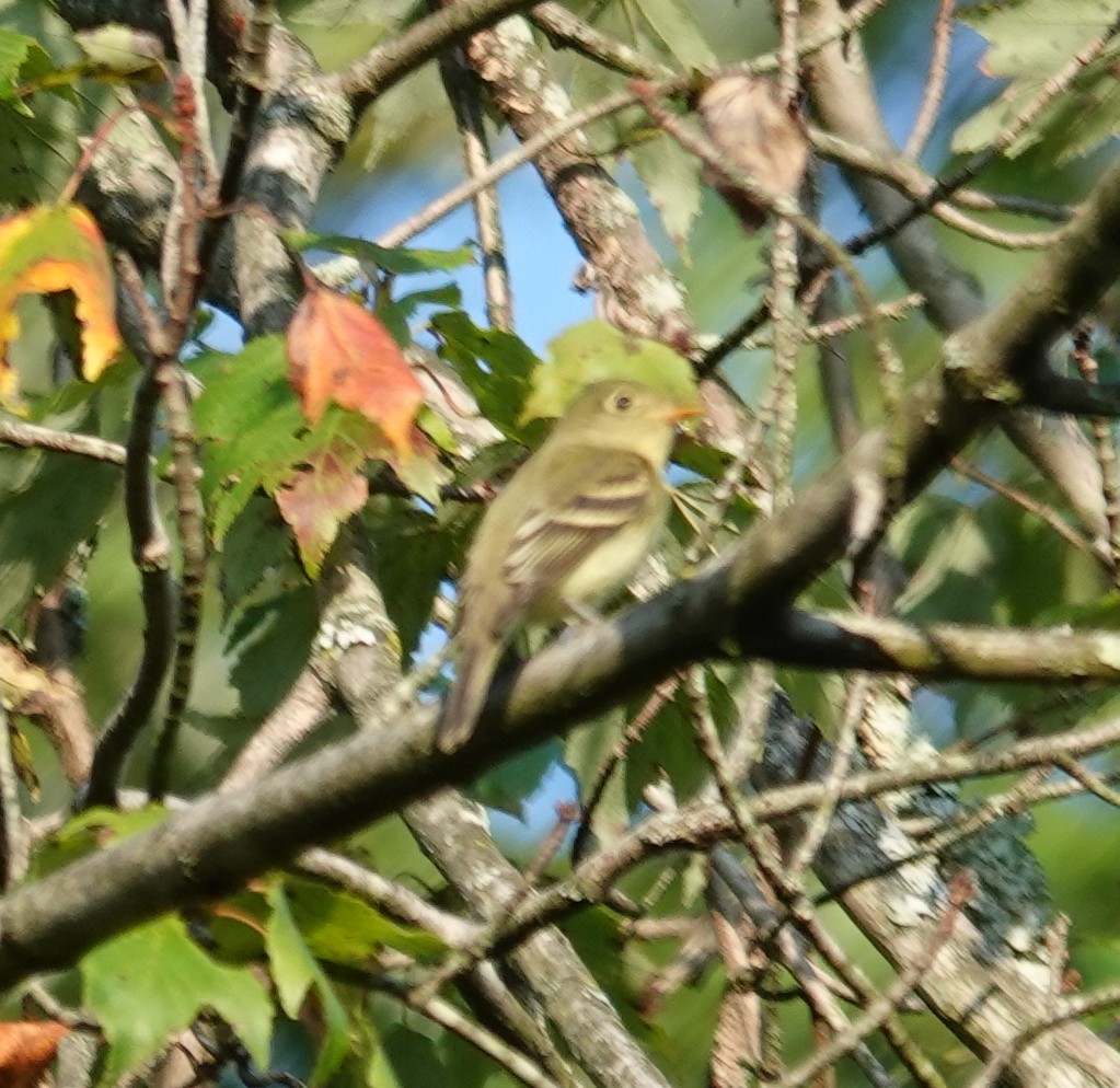 Yellow-bellied Flycatcher - ML641937759