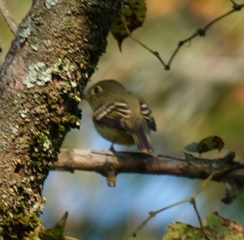Yellow-bellied Flycatcher - ML641937760