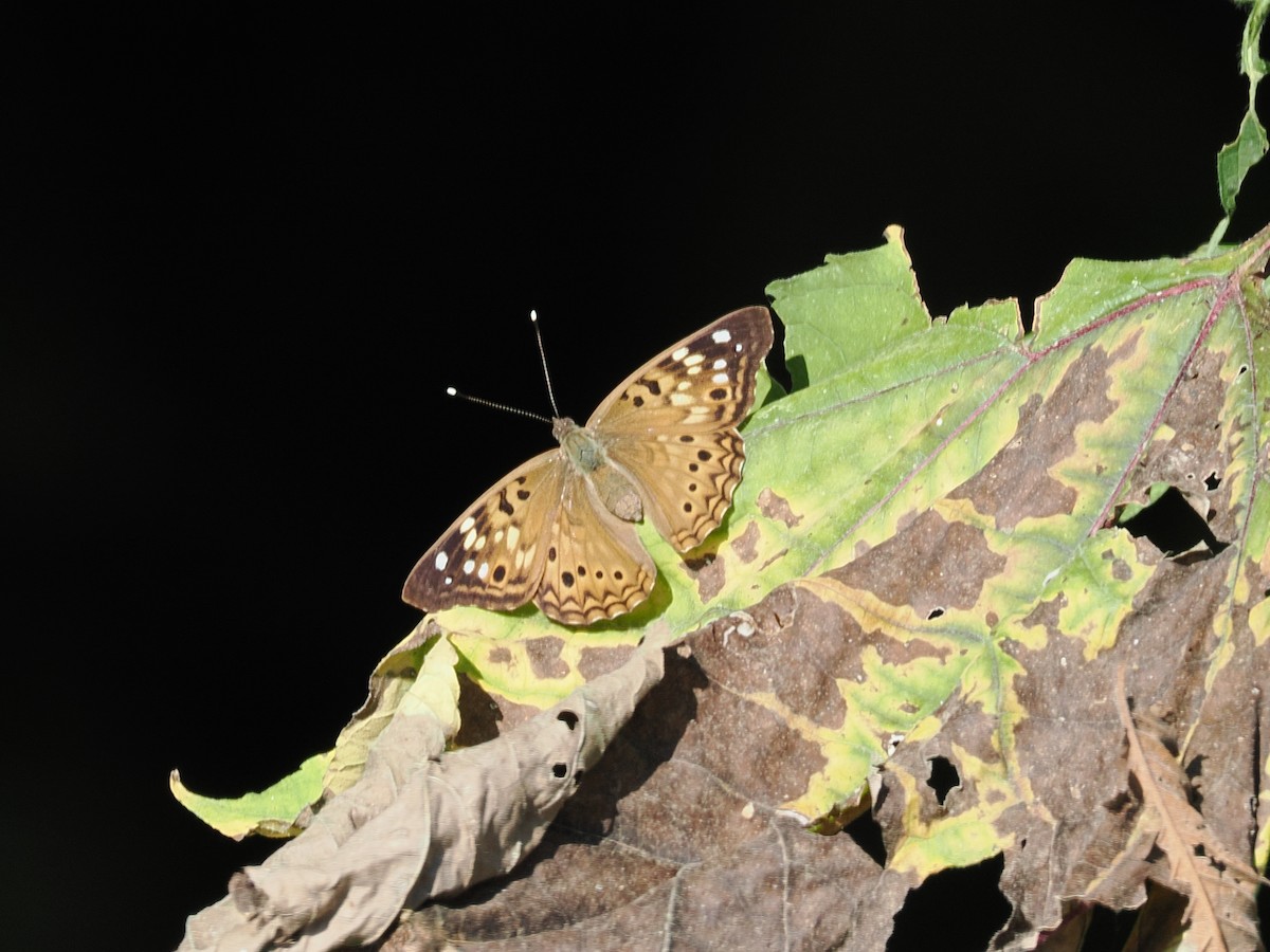 papillon du micocoulier - ML641937762