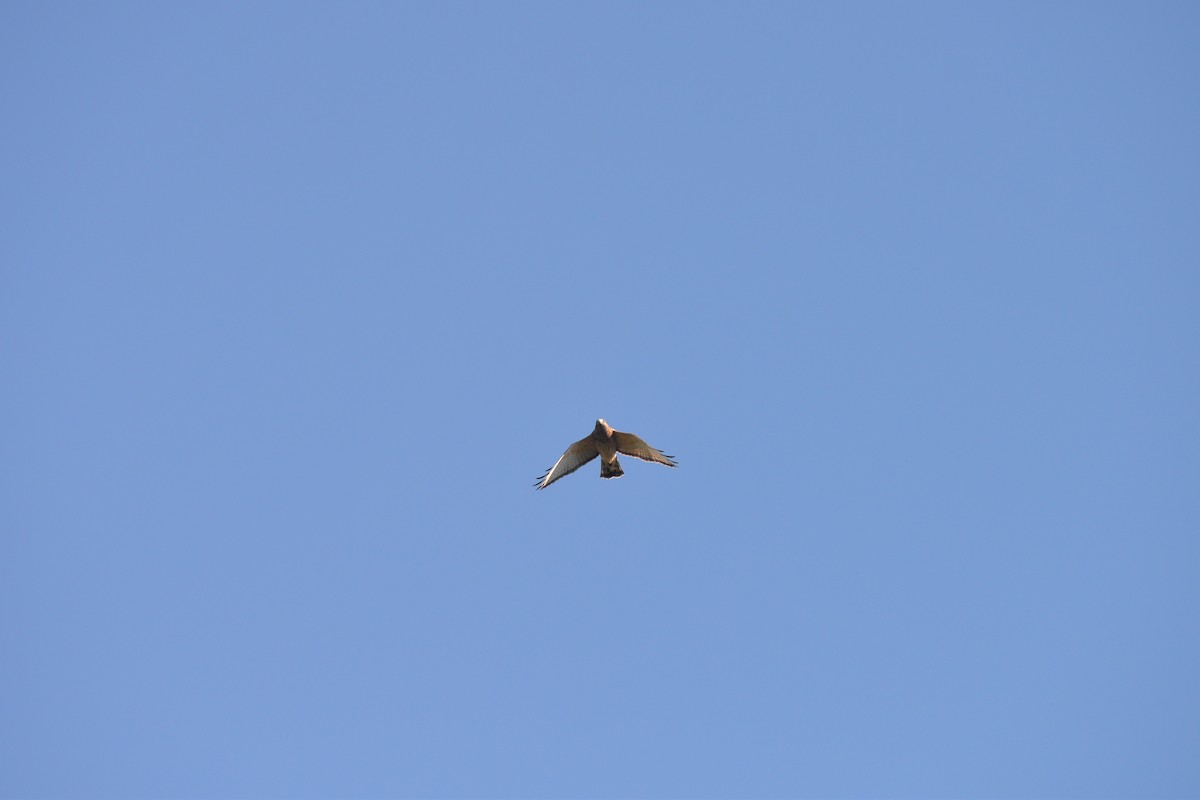 Broad-winged Hawk - ML641937764