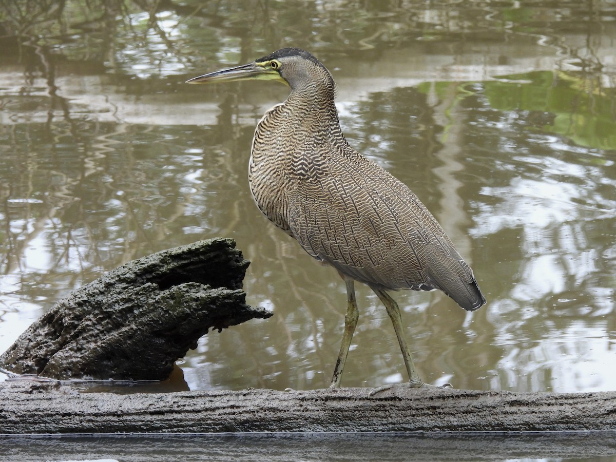 Bare-throated Tiger-Heron - ML641937778