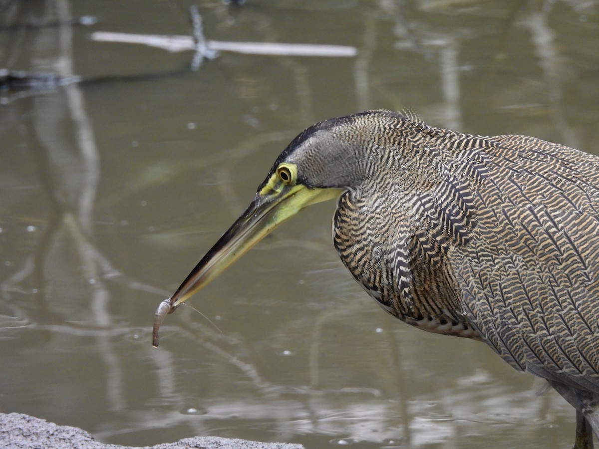 Bare-throated Tiger-Heron - ML641937779