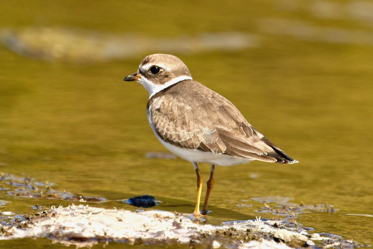 Semipalmated Plover - ML641937787