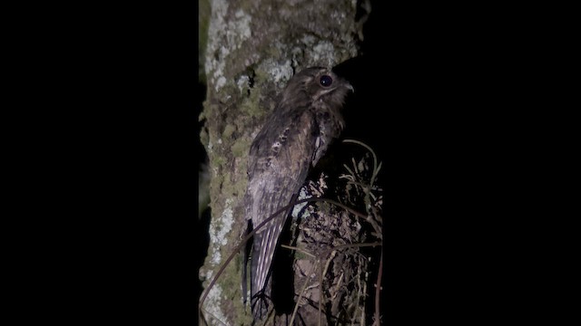 Common Potoo - ML641937794