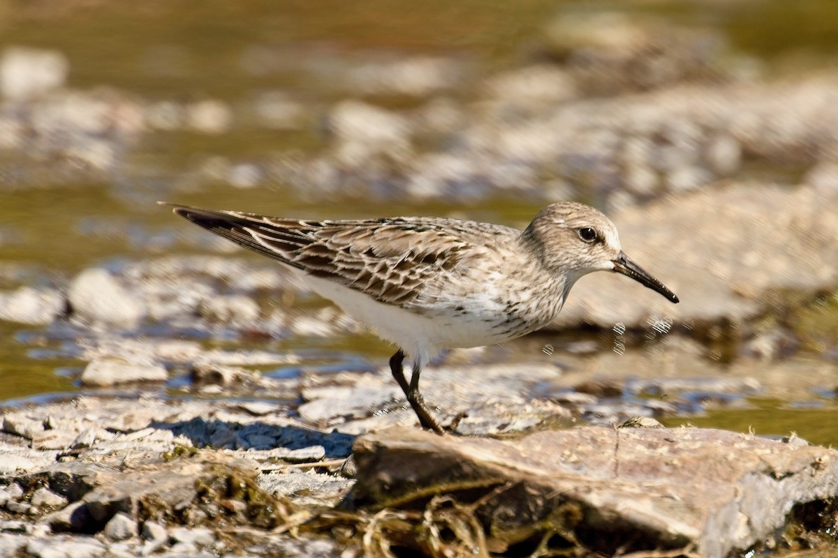 Weißbürzel-Strandläufer - ML641937797