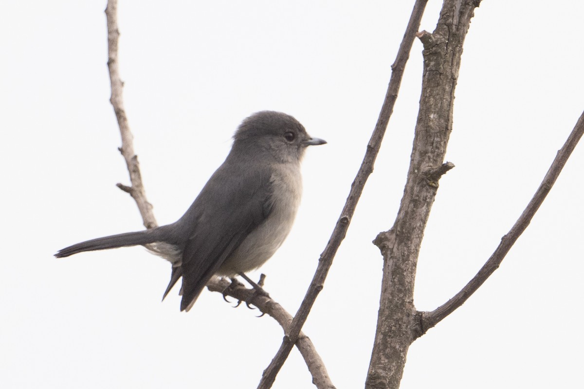 White-eyed Slaty-Flycatcher - ML641937808