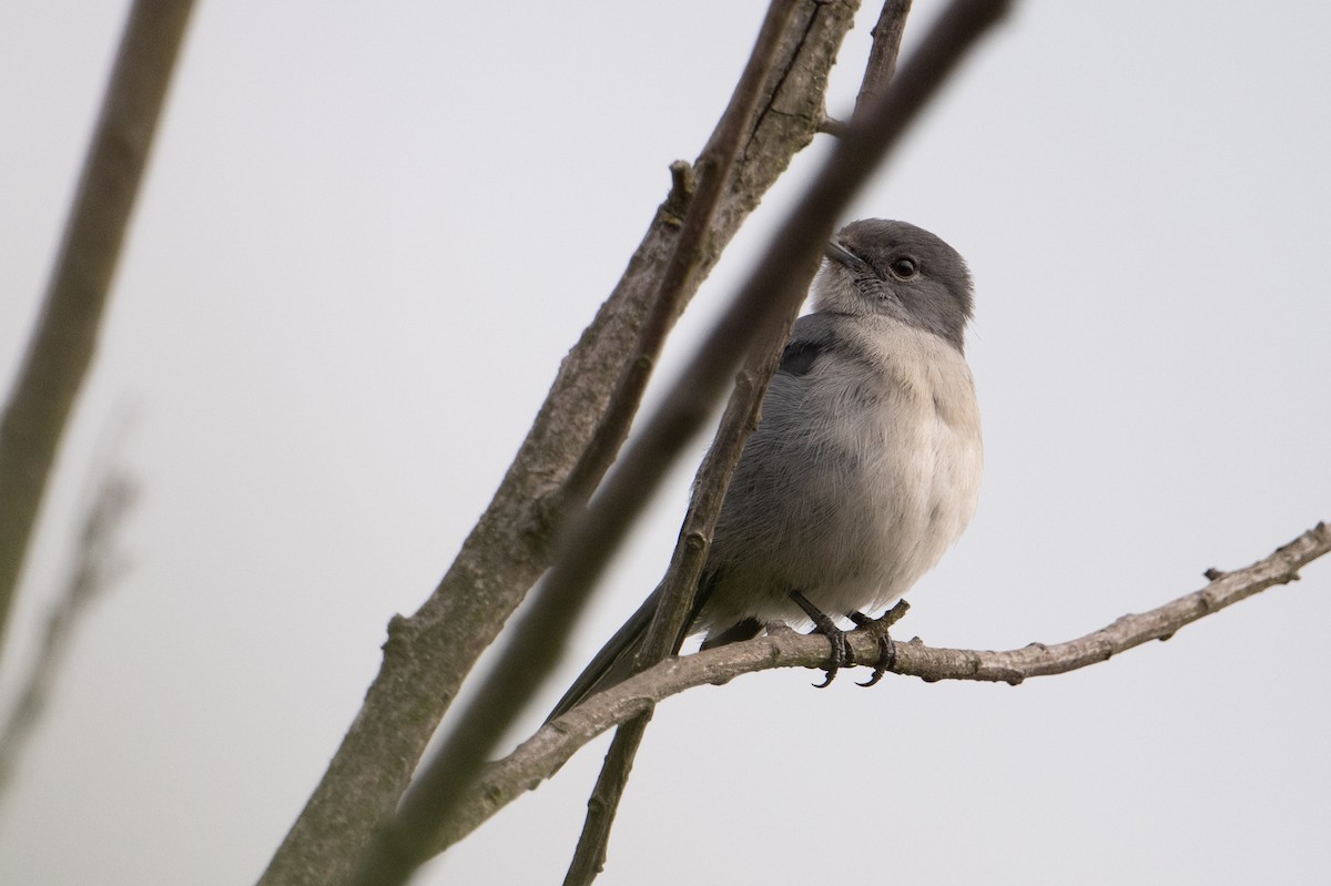 White-eyed Slaty-Flycatcher - ML641937810