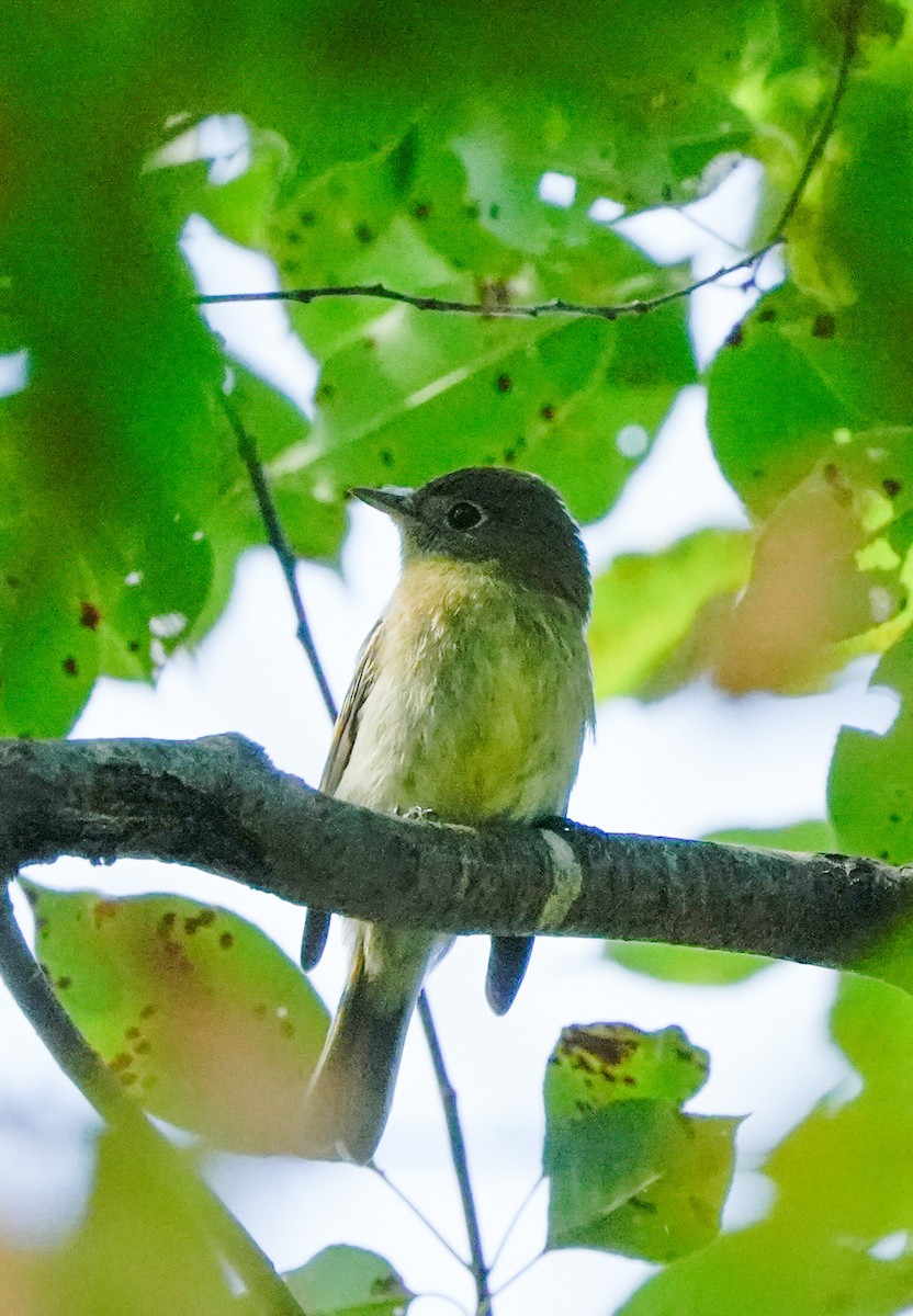 Yellow-bellied Flycatcher - ML641937811