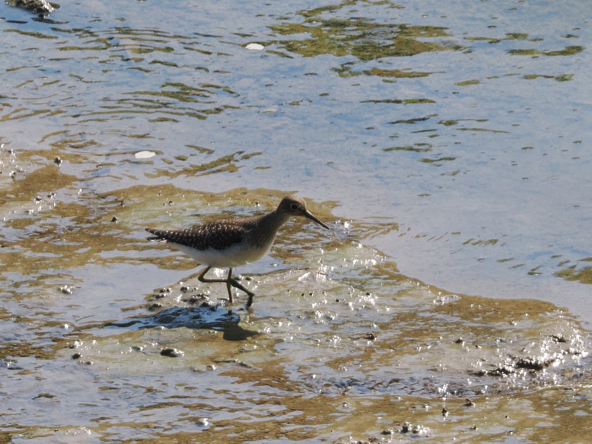 Solitary Sandpiper - ML641937816