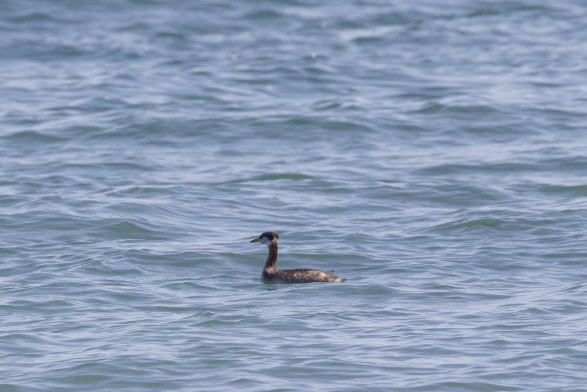 Red-necked Grebe - ML641937820