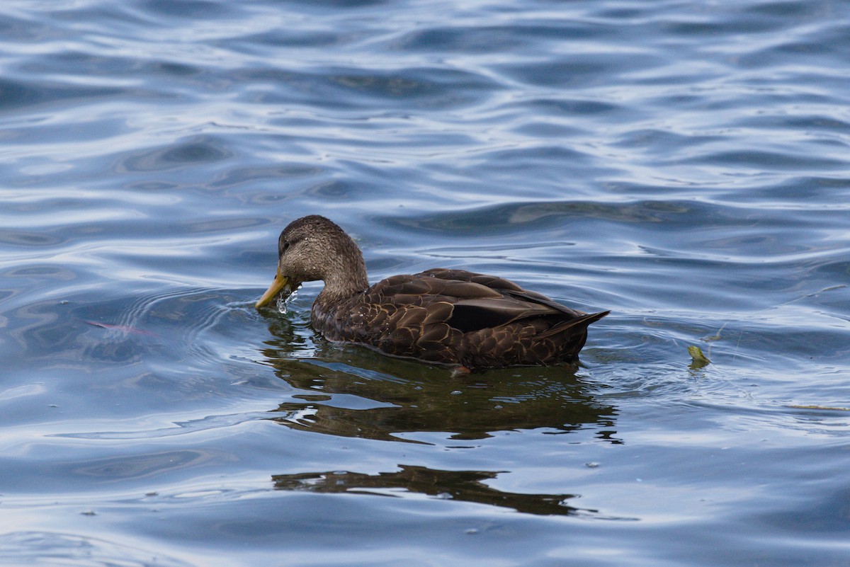 American Black Duck - ML641937831