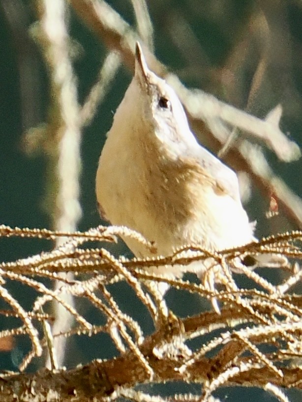 Red-breasted Nuthatch - ML641937832