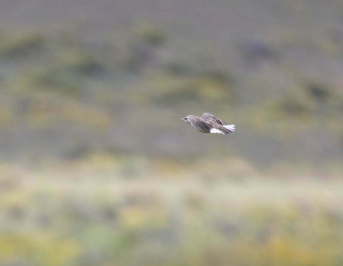 Chihuahuan Meadowlark - ML641937846