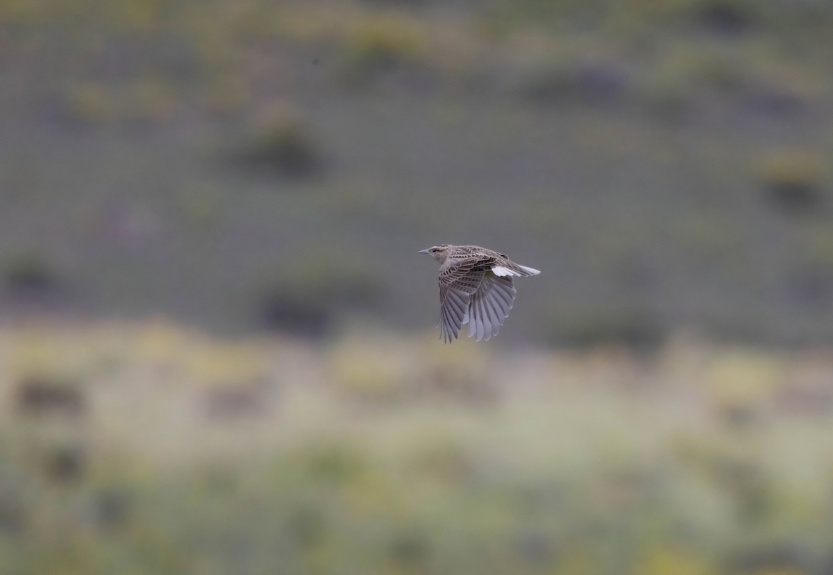 Chihuahuan Meadowlark - ML641937847
