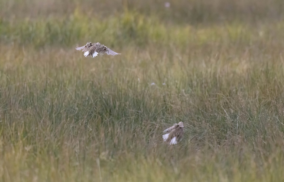 Chihuahuan Meadowlark - ML641937848