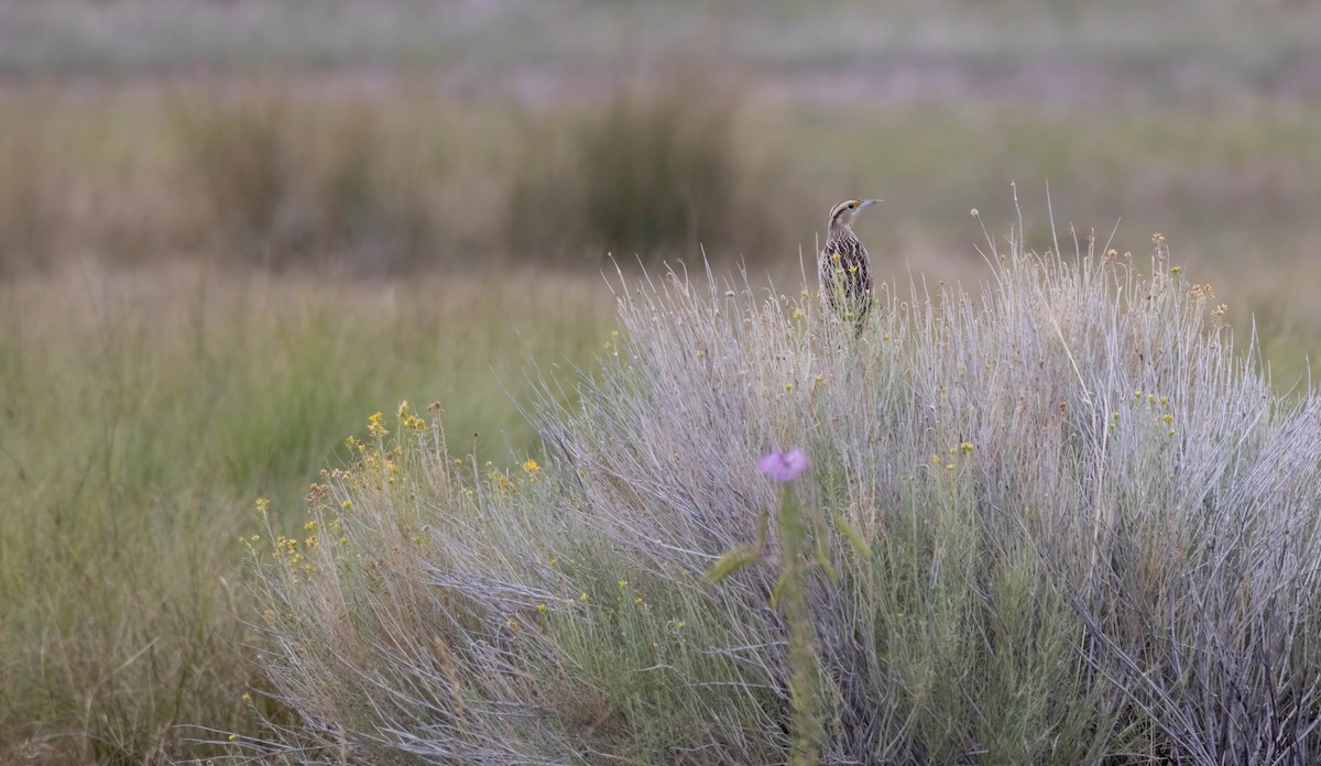 Chihuahuan Meadowlark - ML641937849
