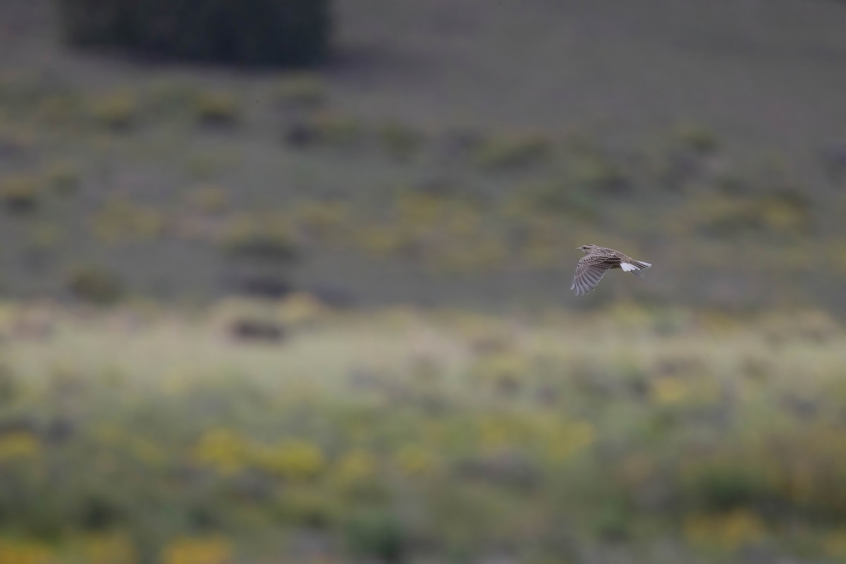 Chihuahuan Meadowlark - ML641937850