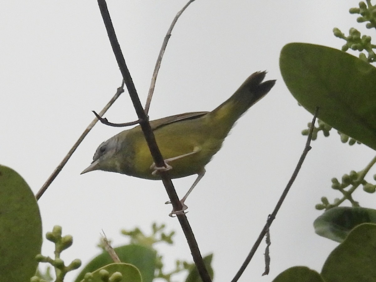 Mourning Warbler - ML641937852