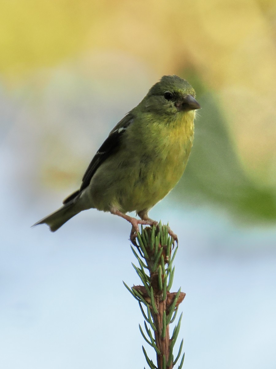 American Goldfinch - ML641937853