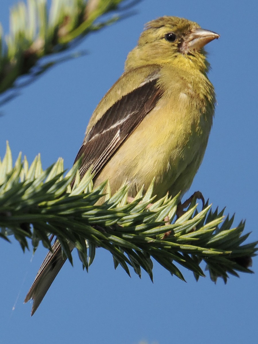 American Goldfinch - ML641937854