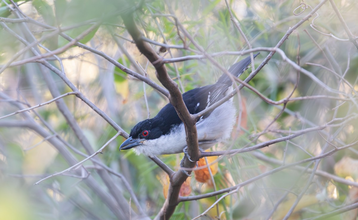 Great Antshrike - ML641937857
